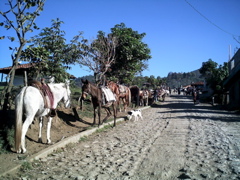Street Scene