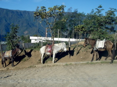 market day