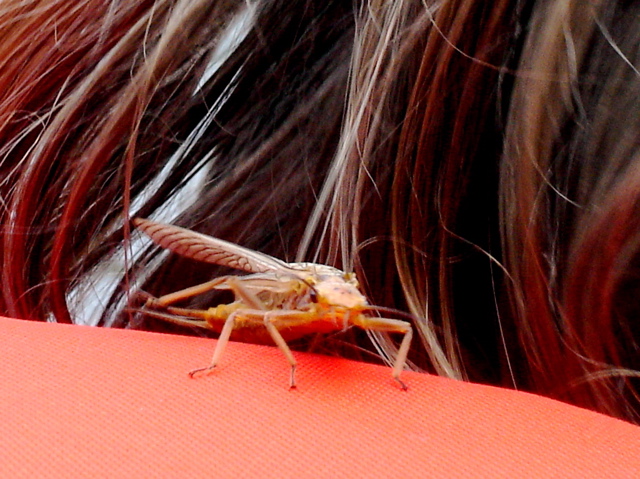 DSC00795.JPG
