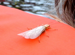 DSC00796.JPG