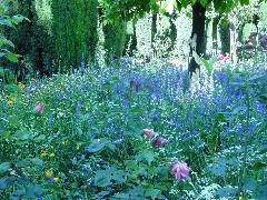Pretty flowers