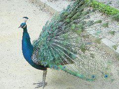 Pavo real 